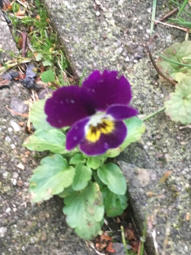 Pensées de jardin — Bild 5