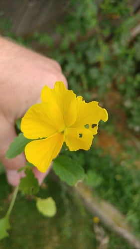 Pensées de jardin — Bild 3