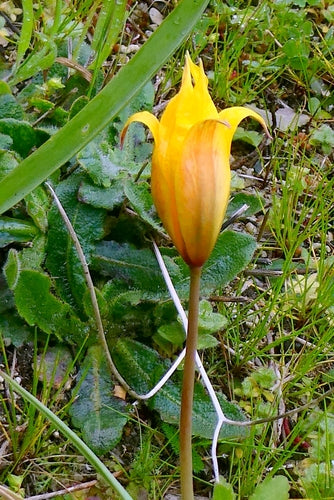 Tulipe de jardin — Bild 3