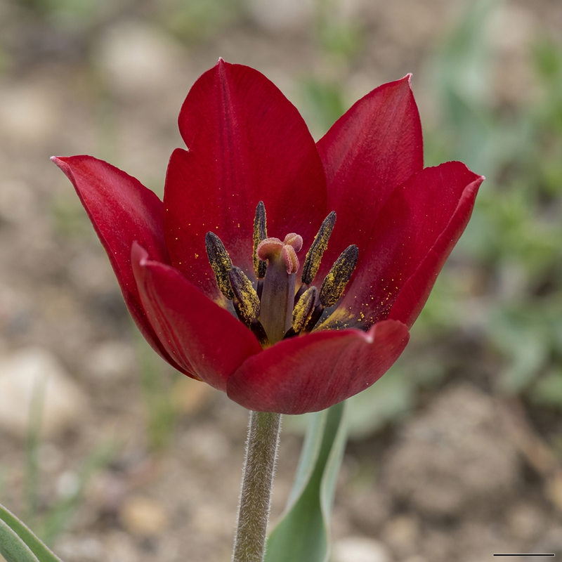 Tulipe de jardin