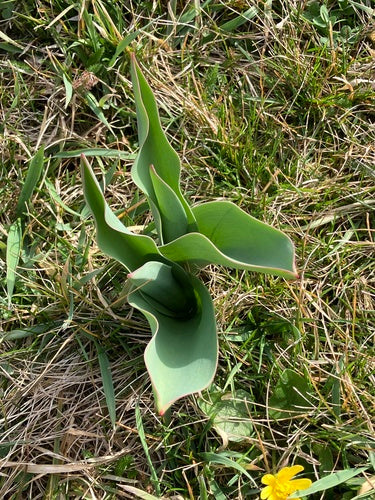 Tulipe de jardin — Bild 4