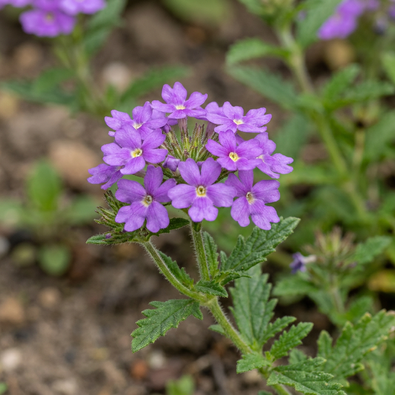Verveine des jardins