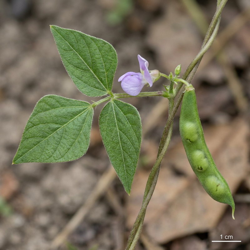 haricot vert