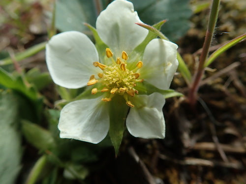 Fraise du jardin — Bild 5
