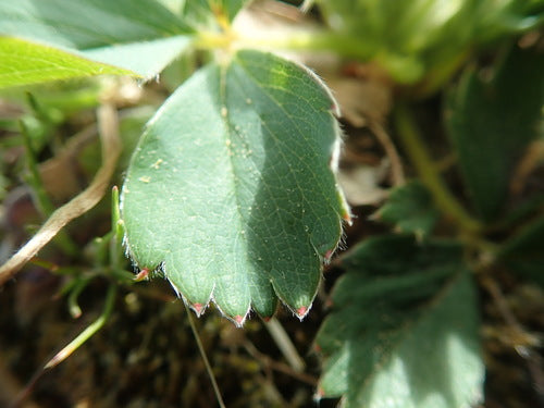 Fraise du jardin — Bild 4