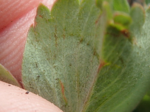 Fraise du jardin — Bild 3