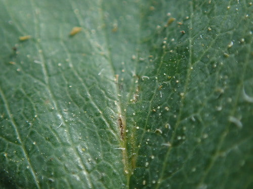 Fraise du jardin — Bild 2