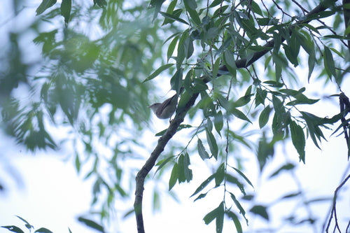 Paruline des jardins — photo 4 sur 8