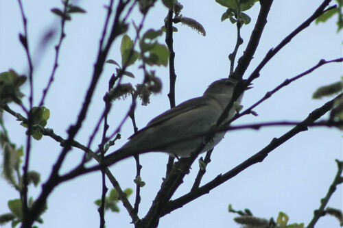 Paruline des jardins — photo 3 sur 8