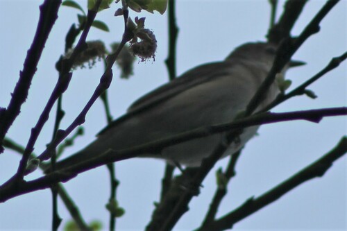 Paruline des jardins — photo 1 sur 8