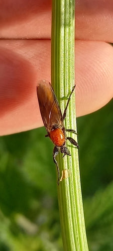 Cécidomyie des cheveux de jardin — Bild 5