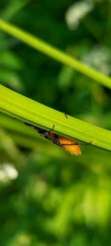 Cécidomyie des cheveux de jardin — Bild 4