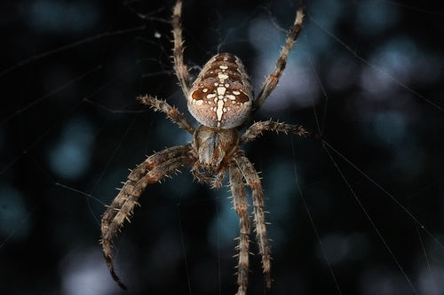 Araignée de jardin — Bild 2