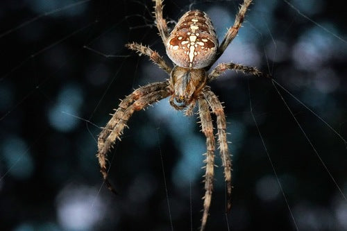 Araignée de jardin — Bild 3