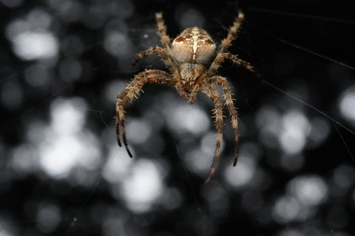 Araignée de jardin — Bild 4