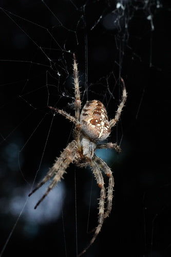 Araignée de jardin — Bild 5