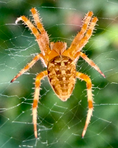 Araignée de jardin — Bild 4