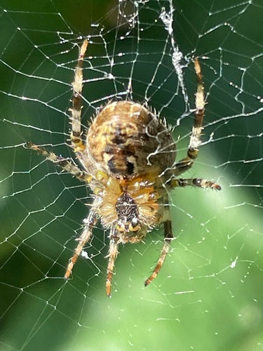 Araignée de jardin — Bild 2