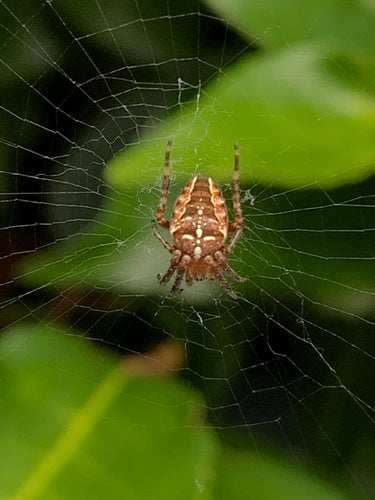 Araignée de jardin — Bild 3