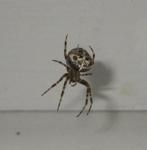 Araignée de jardin — Bild 1