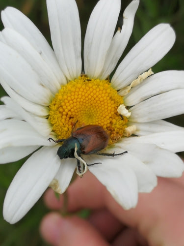 Gartenlaubkäfer - Bild 5