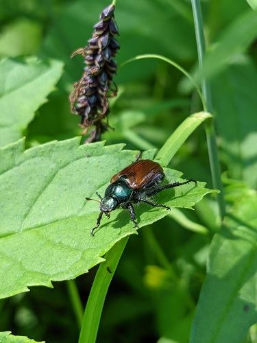 Gartenlaubkäfer - Bild 6