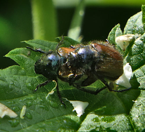Coléoptère des jardins — Bild 5