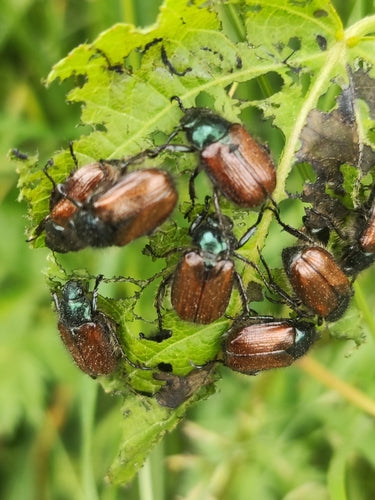 Gartenlaubkäfer - Bild 3
