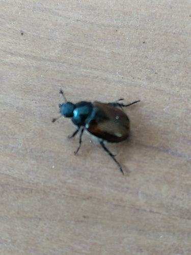 Coléoptère des jardins — Bild 2