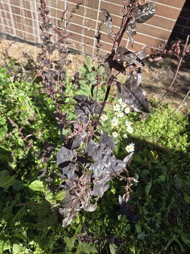 Verger de jardin — Bild 3