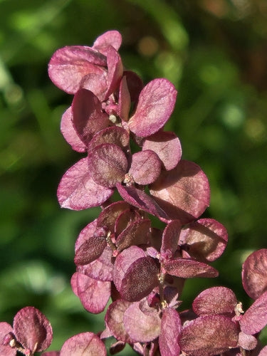 Verger de jardin — Bild 2