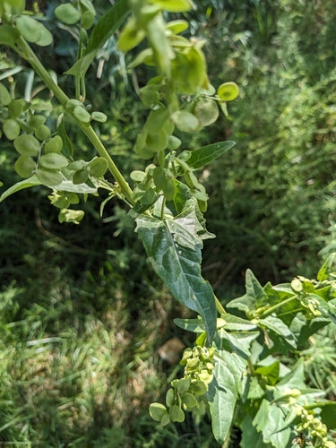 Verger de jardin — photo 5 sur 9