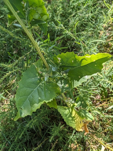 Verger de jardin — photo 4 sur 9