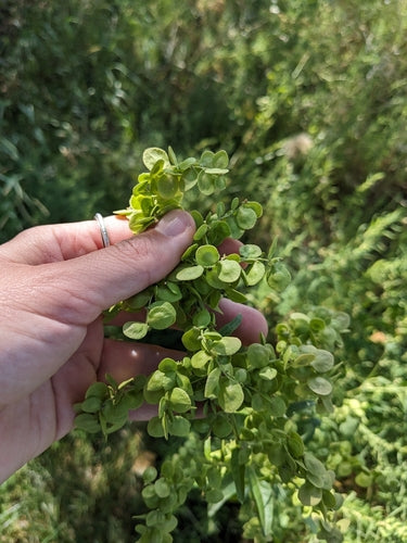 Verger de jardin — photo 3 sur 9