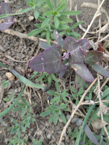 Verger de jardin — photo 2 sur 9