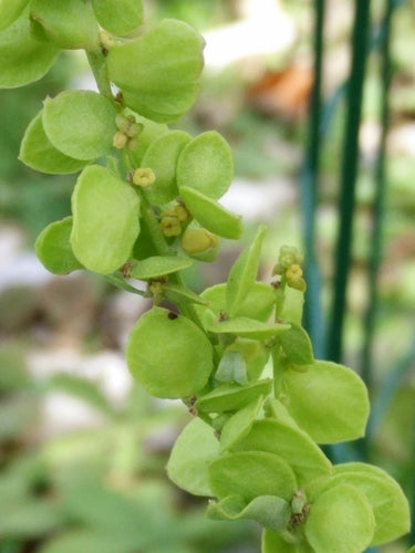 Verger de jardin — Bild 5