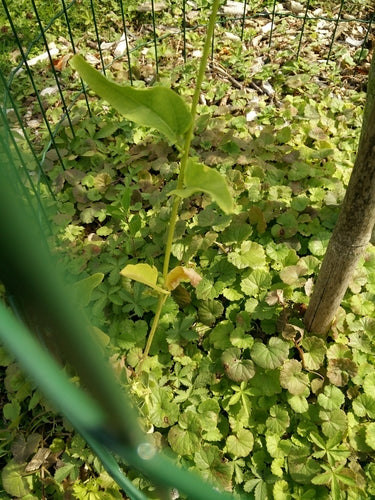 Verger de jardin — Bild 4