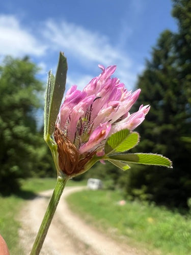 Rosier de jardin — Bild 2