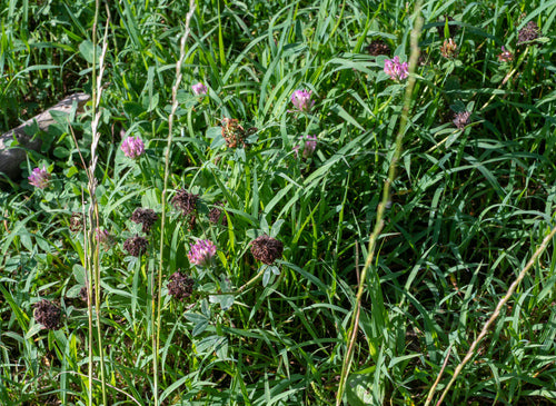Rosier de jardin — Bild 3