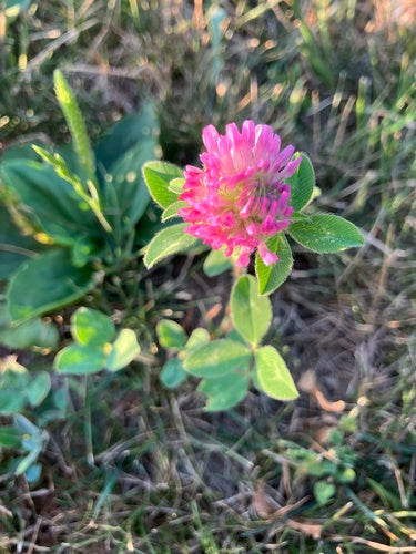 Rosier de jardin — Bild 4