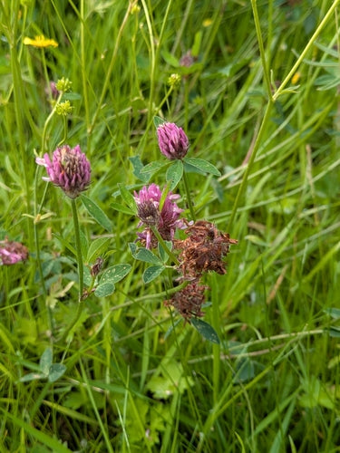 Rosier de jardin — Bild 5