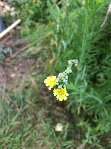 Salade du jardin — Bild 4