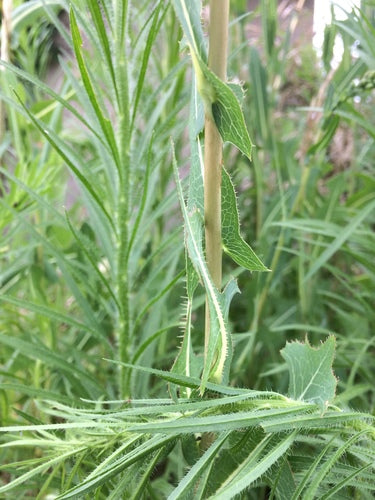 Salade du jardin — Bild 3