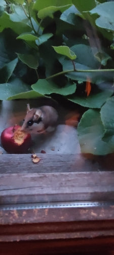 Loir de jardin — photo 4 sur 11
