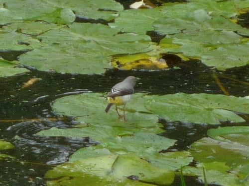 Bergeronnette jaune — photo 5 sur 8
