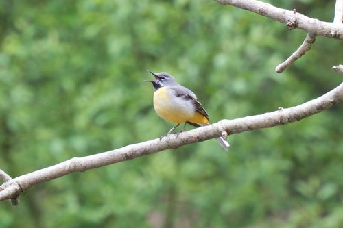 Bergeronnette jaune — photo 4 sur 8