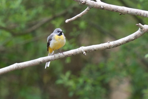 Bergeronnette jaune — photo 1 sur 8