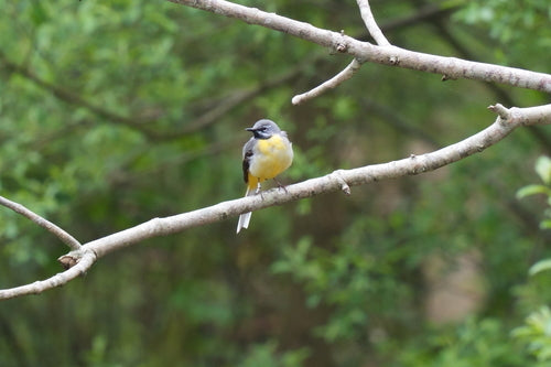 Bergeronnette jaune — photo 2 sur 8