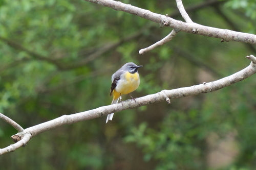 Bergeronnette jaune — photo 3 sur 8