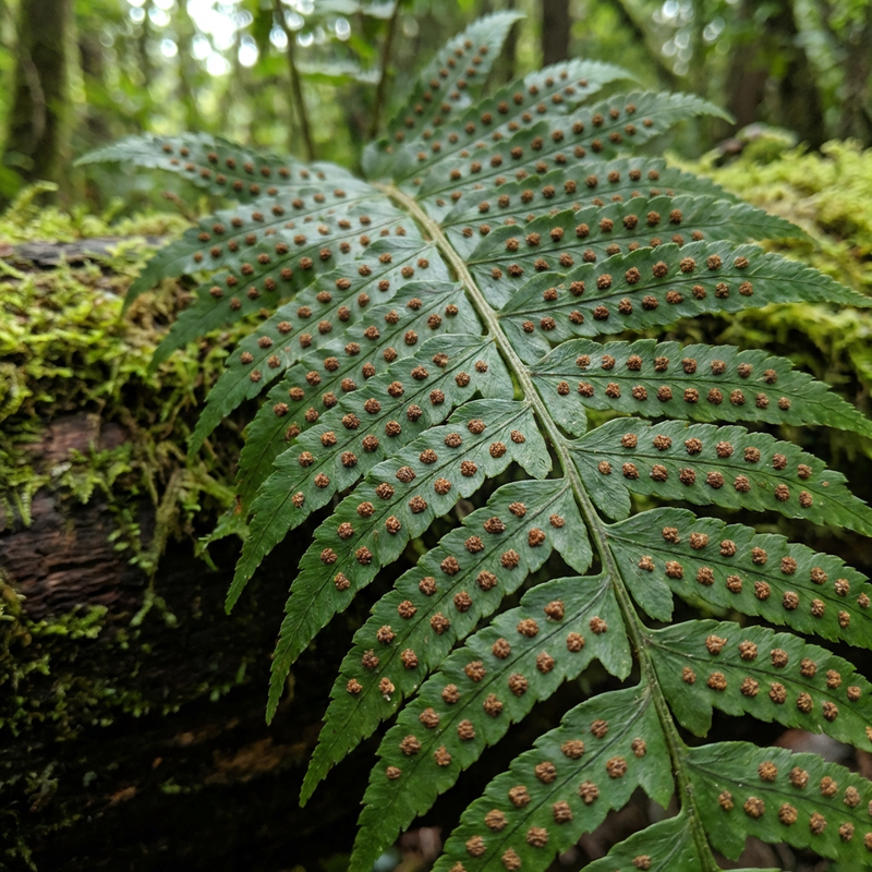 Plantes à spores vasculaires